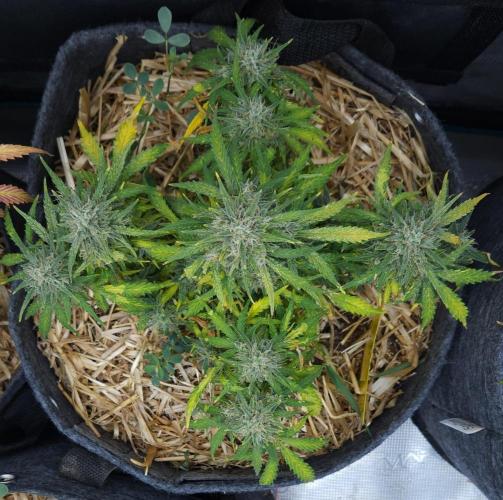 LSO Autoflowers 2.0 !. Week 10 - Gorilla Zkittlez (Day 64)