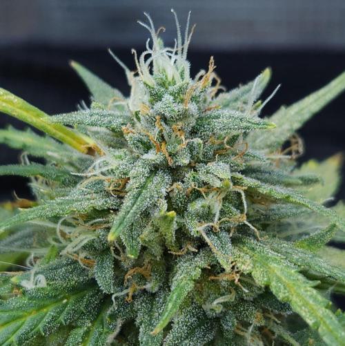 LSO Autoflowers 2.0 !. Week 10 - Gorilla Zkittlez (Day 64)