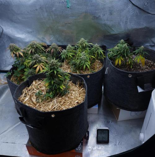 LSO Autoflowers 2.0 !. Week 10 - 12/24/25