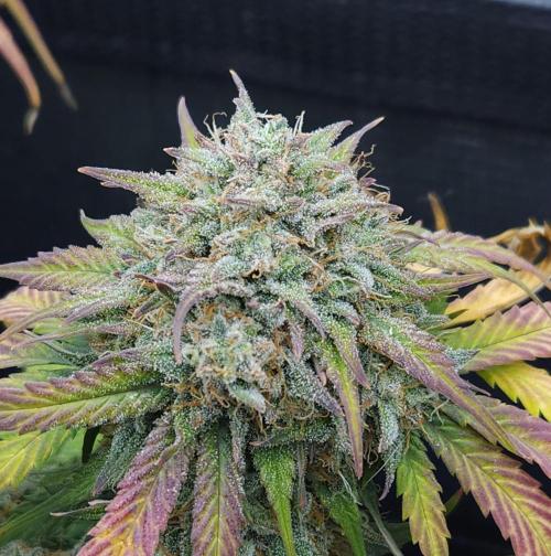 LSO Autoflowers 2.0 !. Week 10 - Grape Gorilla (Day 65)