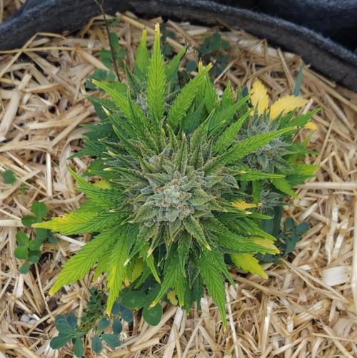 LSO Autoflowers 2.0 !. Week 10 - Grape Tuna (Day 65)