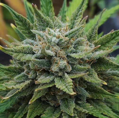 LSO Autoflowers 2.0 !. Week 10 - Grape Tuna (Day 65)