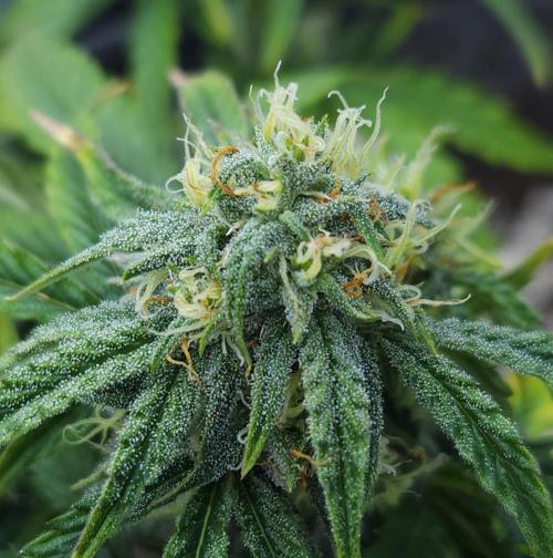 LSO Autoflowers 2.0 !. Week 10 - Wedding Cake (Day 49)