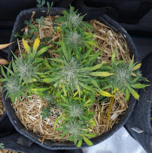 LSO Autoflowers 2.0 !. Week 10 - Gorilla Zkittlez (Day 65)