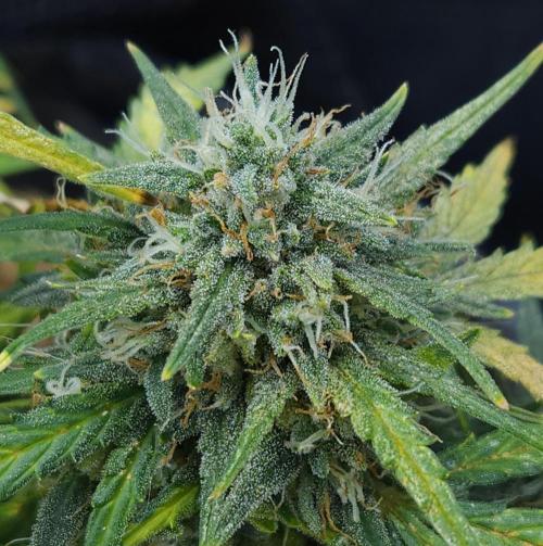 LSO Autoflowers 2.0 !. Week 10 - Gorilla Zkittlez (Day 65)