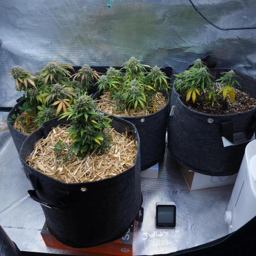 LSO Autoflowers 2.0 !. Week 10 - 12/25/25