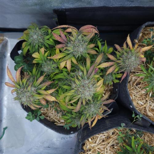 LSO Autoflowers 2.0 !. Week 10 - Grape Gorilla (Day 66)