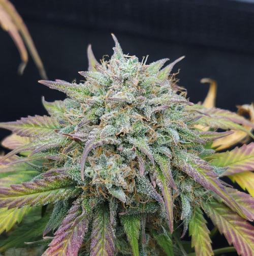 LSO Autoflowers 2.0 !. Week 10 - Grape Gorilla (Day 66)