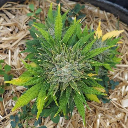 LSO Autoflowers 2.0 !. Week 10 - Grape Tuna (Day 66)