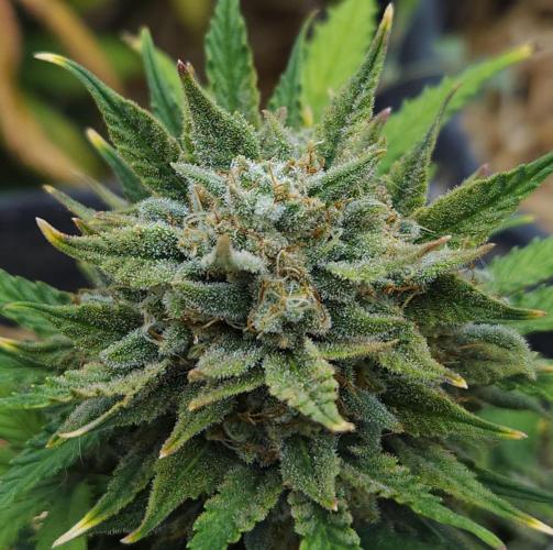 LSO Autoflowers 2.0 !. Week 10 - Grape Tuna (Day 66)