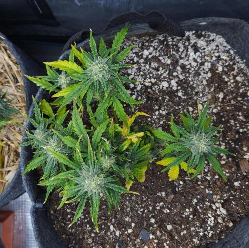 LSO Autoflowers 2.0 !. Week 10 - Wedding Cake (Day 50)