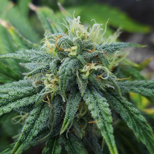 LSO Autoflowers 2.0 !. Week 10 - Wedding Cake (Day 50)