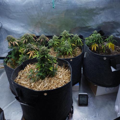 LSO Autoflowers 2.0 !. Week 10 - 12/26/25