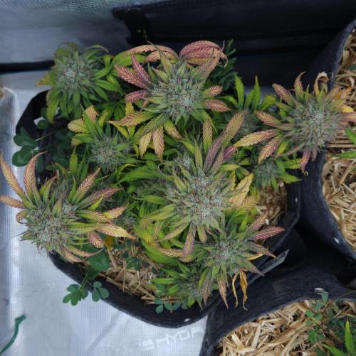 LSO Autoflowers 2.0 !. Week 10 - Grape Gorilla (Day 67)