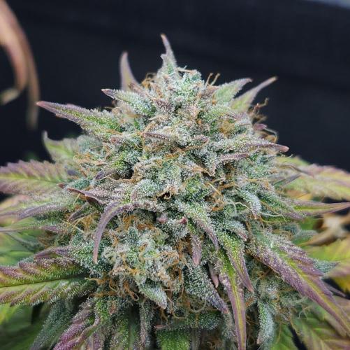 LSO Autoflowers 2.0 !. Week 10 - Grape Gorilla (Day 67)