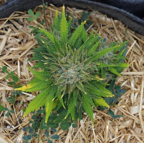 LSO Autoflowers 2.0 !. Week 10 - Grape Tuna (Day 67)