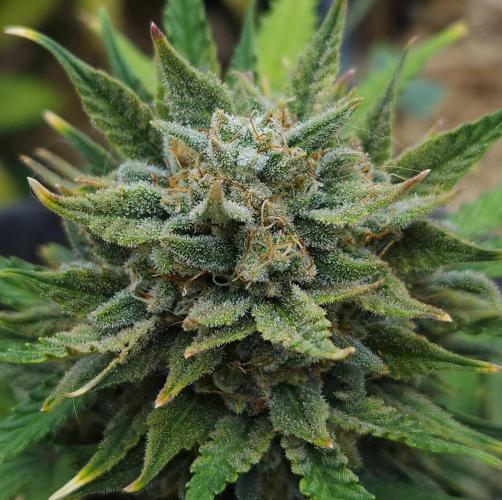 LSO Autoflowers 2.0 !. Week 10 - Grape Tuna (Day 67)