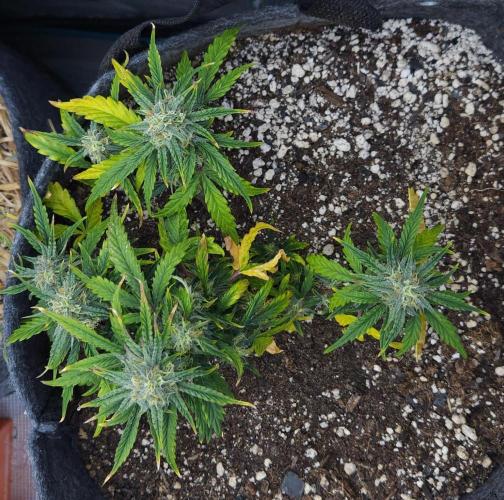 LSO Autoflowers 2.0 !. Week 10 - Wedding Cake (Day 51)