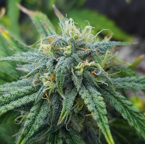 LSO Autoflowers 2.0 !. Week 10 - Wedding Cake (Day 51)