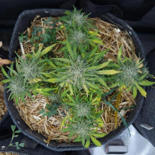 LSO Autoflowers 2.0 !. Week 10 - Gorilla Zkittlez (Day 67)