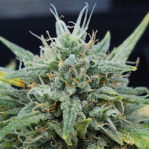 LSO Autoflowers 2.0 !. Week 10 - Gorilla Zkittlez (Day 67)