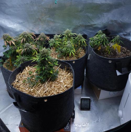 LSO Autoflowers 2.0 !. Week 10 - 12/27/25