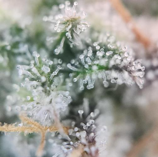 LSO Autoflowers 2.0 !. Week 10 - Grape Gorilla (Day 67)