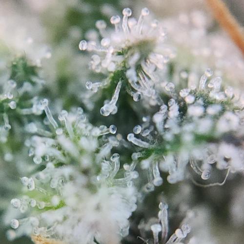 LSO Autoflowers 2.0 !. Week 10 - Grape Gorilla (Day 67)