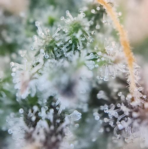 LSO Autoflowers 2.0 !. Week 10 - Grape Gorilla (Day 67)