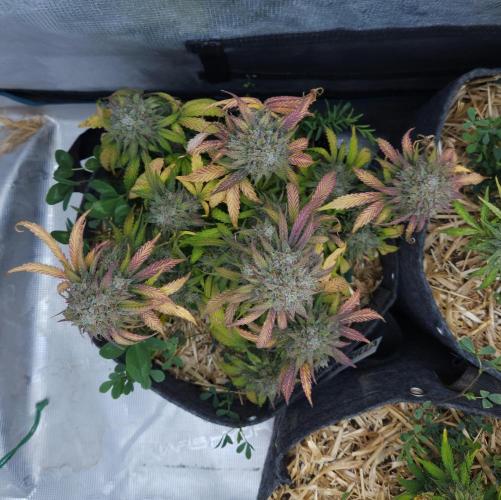 LSO Autoflowers 2.0 !. Week 10 - Grape Gorilla (Day 70)