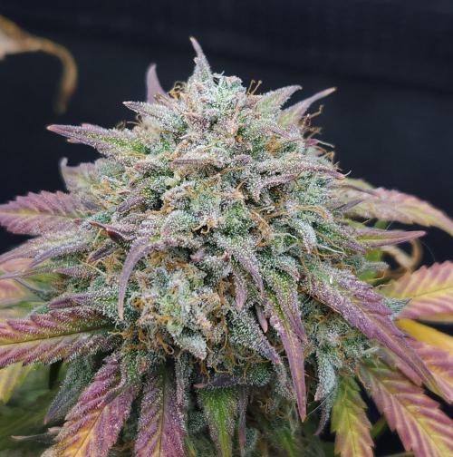 LSO Autoflowers 2.0 !. Week 10 - Grape Gorilla (Day 70)