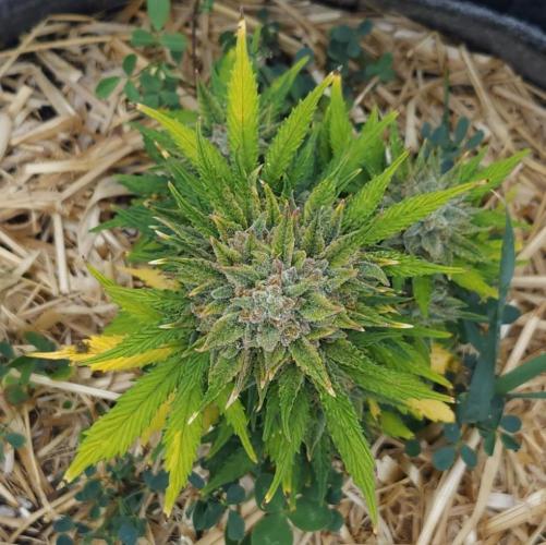 LSO Autoflowers 2.0 !. Week 10 - Grape Tuna (Day 70)