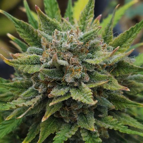 LSO Autoflowers 2.0 !. Week 10 - Grape Tuna (Day 70)