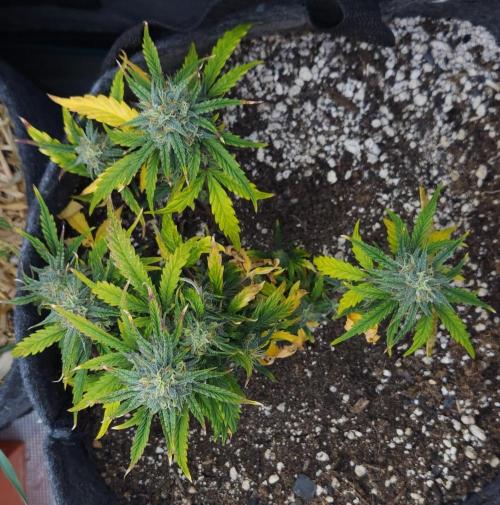 LSO Autoflowers 2.0 !. Week 10 - Wedding Cake (Day 54)