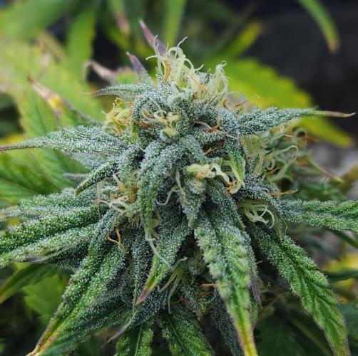 LSO Autoflowers 2.0 !. Week 10 - Wedding Cake (Day 54)