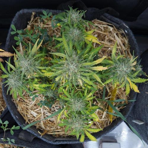 LSO Autoflowers 2.0 !. Week 10 - Gorilla Zkittlez (Day 70)