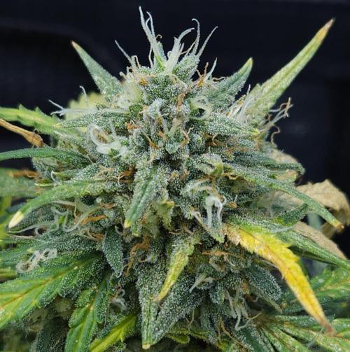 LSO Autoflowers 2.0 !. Week 10 - Gorilla Zkittlez (Day 70)