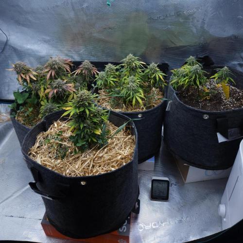 LSO Autoflowers 2.0 !. Week 10 - 12/30/25
