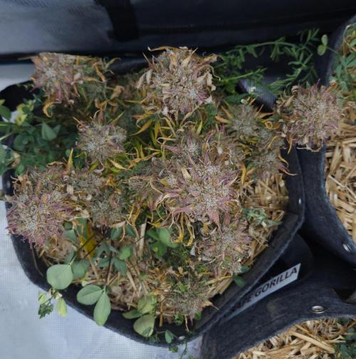 LSO Autoflowers 2.0 !. Week 11 - Grape Gorilla (Day 83)