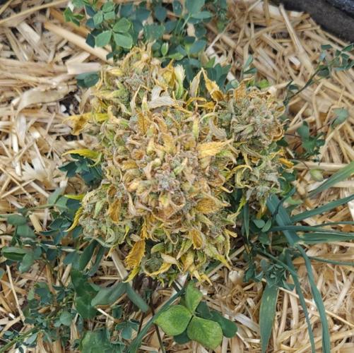 LSO Autoflowers 2.0 !. Week 11 - Grape Tuna (Day 83)