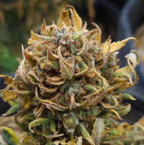 LSO Autoflowers 2.0 !. Week 11 - Grape Tuna (Day 83)