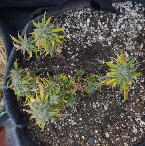 LSO Autoflowers 2.0 !. Week 11 - Wedding Cake (Day 67)