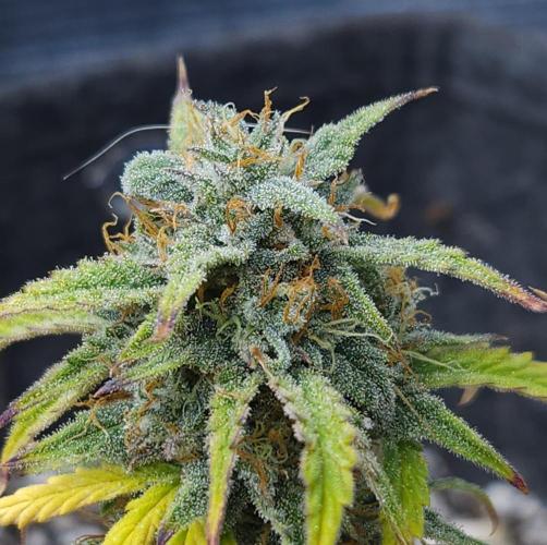 LSO Autoflowers 2.0 !. Week 11 - Wedding Cake (Day 67)