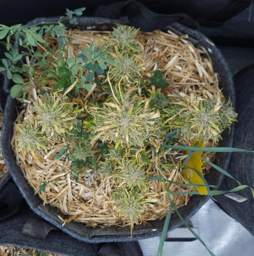 LSO Autoflowers 2.0 !. Week 11 - Gorilla Zkittlez (Day 83)
