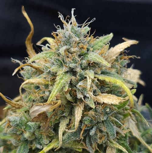 LSO Autoflowers 2.0 !. Week 11 - Gorilla Zkittlez (Day 83)
