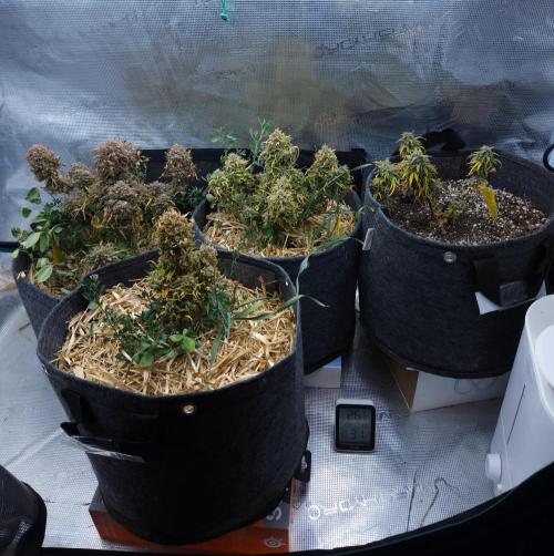 LSO Autoflowers 2.0 !. Week 11 - 01/12/26