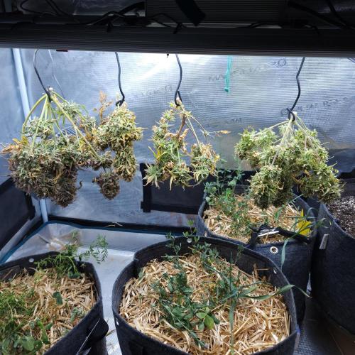 LSO Autoflowers 2.0 !. Week 11 - 01/12/26