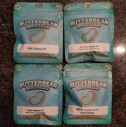 Butterbean Birdseed - Fast Flowering LSO. Week 0 - Strains!