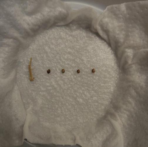 Butterbean Birdseed - Fast Flowering LSO. Week 0 - 01/17/26