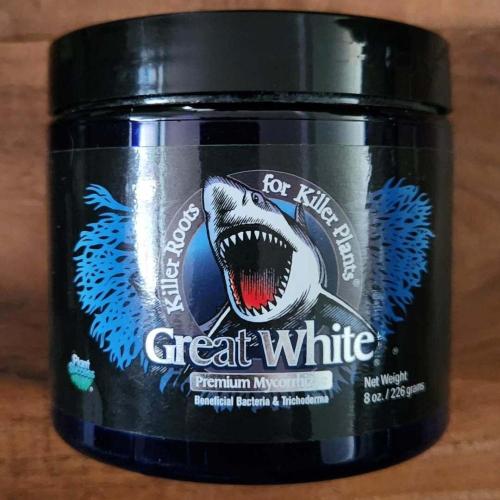 Butterbean Birdseed - Fast Flowering LSO. Week 0 - Great White Myco